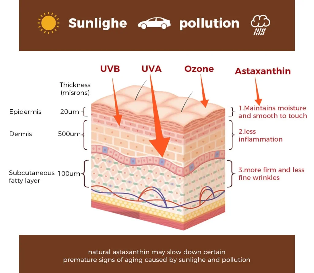 虾青素对皮肤的优势