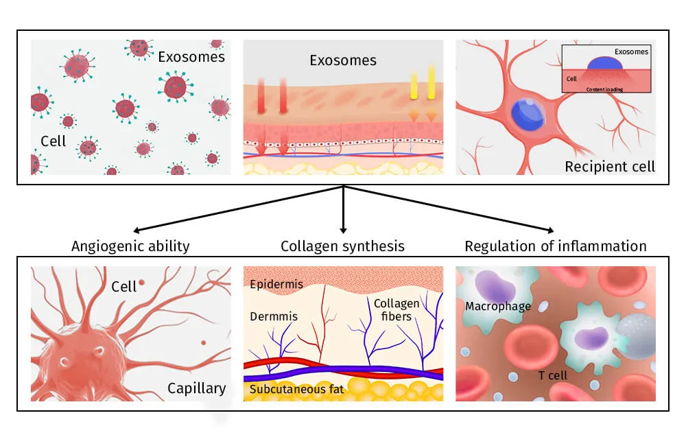 外泌体疗法如何工作