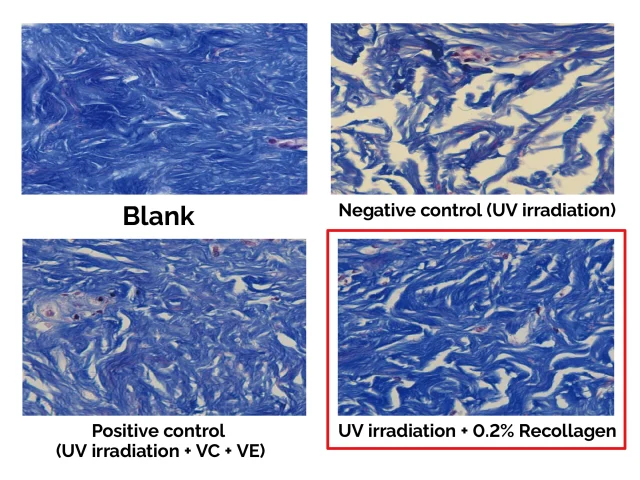 Anti Aging Ability Assessment anti aging ability assessment